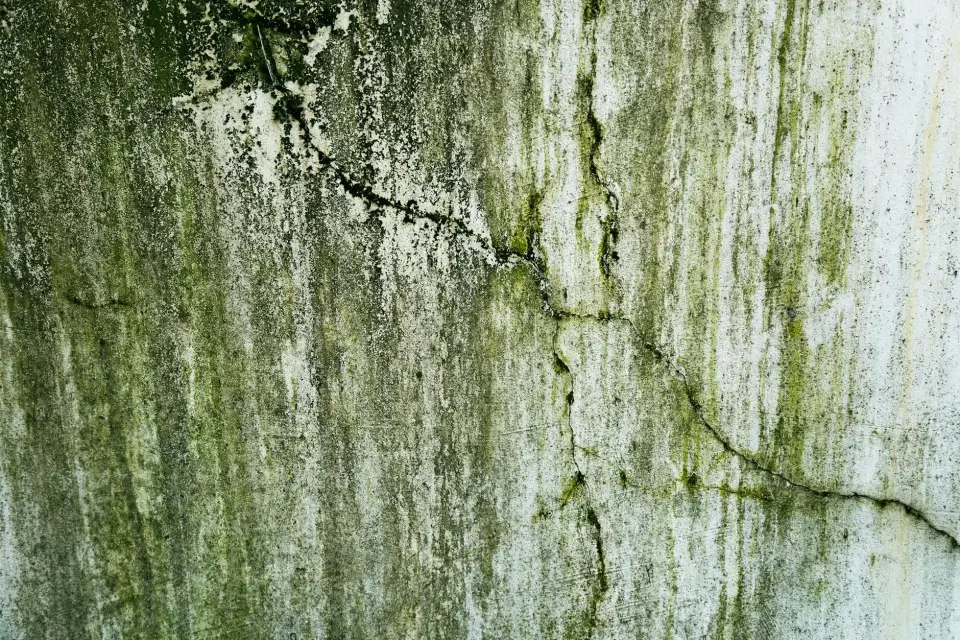 The Drysphere Mold Removal Story: Dedicated to a Healthier Athens